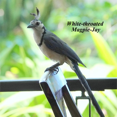 White-throated Magpie-Jay